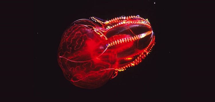 Bloodybelly-Comb-Type-of-Jellyfish