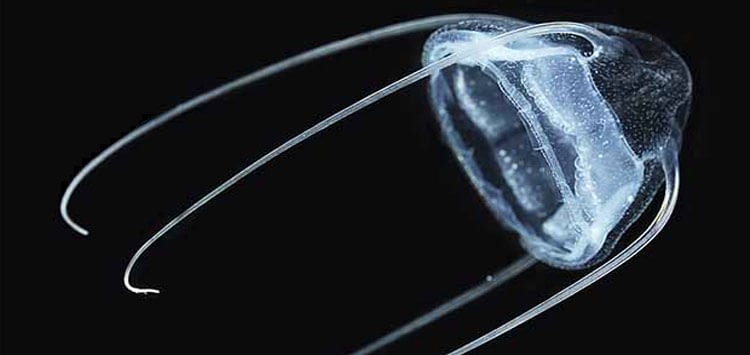Narcomedusae-Jellyfish