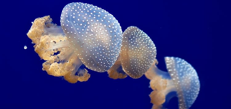White-spotted-Jellyfish-